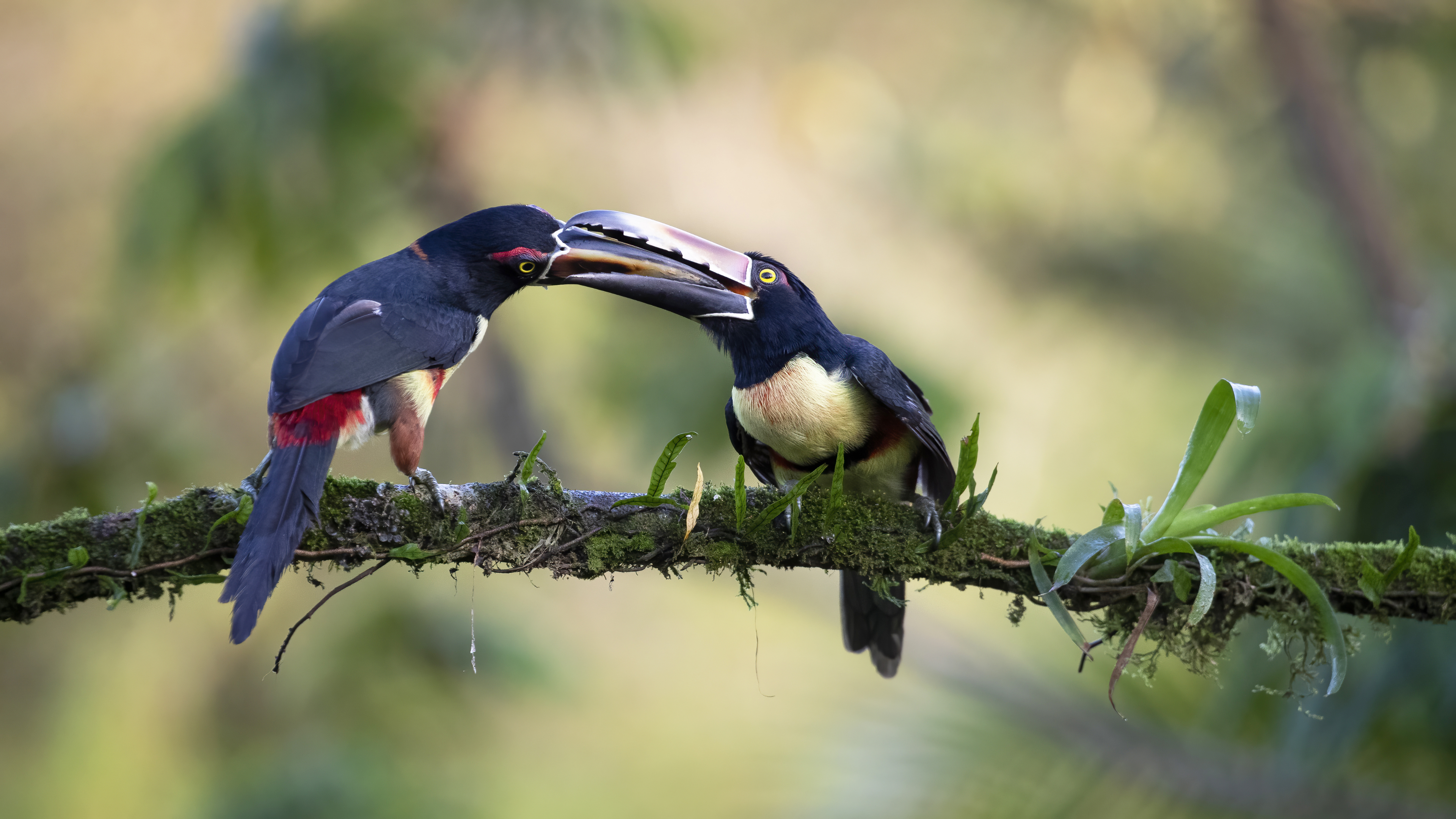Collared Aracari